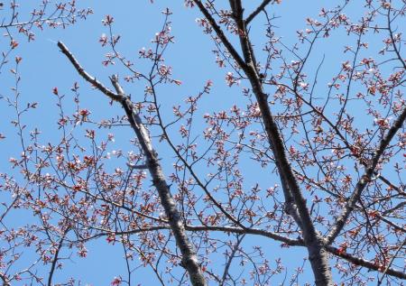 　北海道網走市で開花したエゾヤマザクラ＝８日午前（網走地方気象台提供）