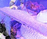 節分の特別展示が行われているオニツノガニ（上）とイセエビ＝鳥取市賀露町西３丁目のとっとり賀露かにっこ館