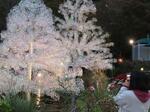 　「箱根ガラスの森美術館」の庭園に登場した、クリスタルガラスをまとったクリスマスツリー＝１１月、神奈川県箱根町