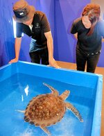 水槽に搬入され、元気に泳ぐアオウミガメ＝１０日、境港市の夢みなとタワー 