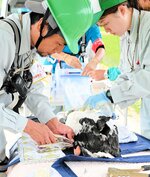 目隠しをして体を固定したひなに足環を取り付ける飼育員ら＝５月３０日、豊岡市赤石