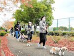 愛犬と一緒にウオーキングを楽しむ参加者ら