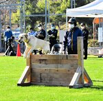 指導手の指示で障害物を跳び越える参加犬＝８日、鳥取市布勢のヤマタスポーツパーク多目的広場