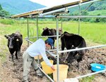 放牧のため休耕地に運び込まれた但馬牛＝２０日、新温泉町宮脇の吟風農園
