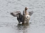 米子水鳥公園提供