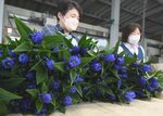 鮮やかな青紫色の花を咲かせたリンドウ＝２０日、智頭町山根のＪＡ鳥取いなば智頭花き集出荷施設