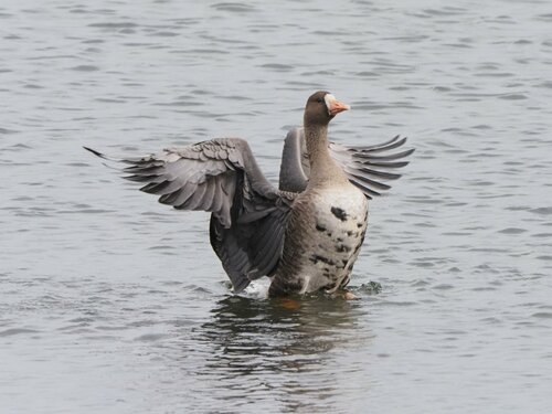 米子水鳥公園提供