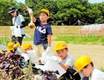 タマネギの収穫体験をする児童たち