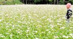 真っ白な花を咲かせ、見頃を迎えたソバ畑＝３０日、香美町村岡区八井谷