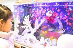 華やかな水槽内を泳ぐヒメアイゴ（右）とアヤメエビス＝８日、鳥取市賀露町西３丁目のとっとり賀露かにっこ館