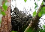 県立大山オオタカの森で撮影されたオオタカ＝２０２１年６月、日本野鳥の会鳥取県支部の田中一郎氏撮影