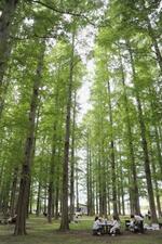 　水元公園の「メタセコイアの森」＝東京都葛飾区