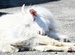 【うたたね】ぽかぽか陽気はたまらない。気持ちよさそうに昼寝をする先輩ヤギ