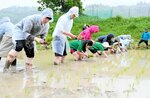 昔ながらの手作業による田植えを体験するボランティアら＝２５日、香美町村岡区板仕野