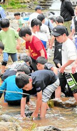 半ズボンとはだし姿でヤマメを探す子どもたち＝４日、香美町小代区秋岡の矢田川