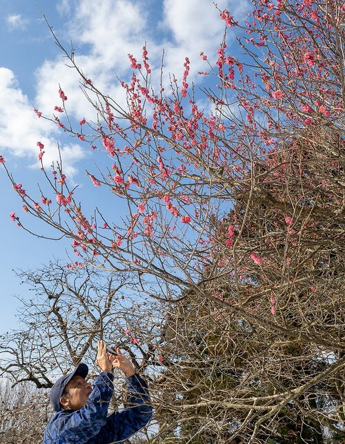 次々と花をつけ始めた紅梅＝２９日、米子市淀江町福岡