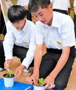 「被爆アオギリ」３世の苗を丁寧に鉢植えする生徒＝１０日、新温泉町細田の夢が丘中