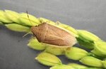 大量発生が懸念されるイネカメムシの成虫（鳥取県病害虫防除所提供）