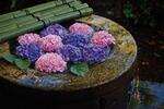 　水鉢に花を浮かべた「紫陽花の花手水」＝東京都文京区（提供写真）