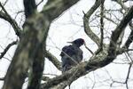 　秋田県北部の森吉山で撮影されたクマゲラ＝２０２１年５月（本州産クマゲラ研究会提供）