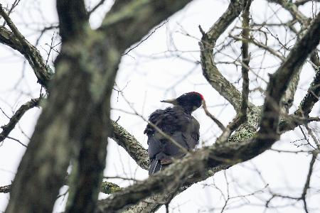 　秋田県北部の森吉山で撮影されたクマゲラ＝２０２１年５月（本州産クマゲラ研究会提供）