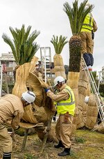 冬を越して元気な姿を見せるソテツ＝１６日、米子市西町の湊山公園