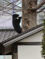 　寺の敷地に入り込んだクマ＝２日、盛岡市
