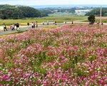 日本海を見下ろす棚田に咲き広がるコスモス