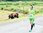 【牛も応援？】　牛が悠々と草をはむ農地を横目に力走するランナー。牛も応援？