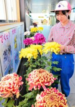 丹精込めて育てた菊を展示する生徒