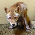 　名古屋市の東山動植物園から逃げたホンドギツネの「藍」（同園提供）