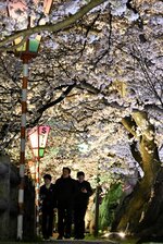 闇夜に浮かぶ夜桜＝４日、鳥取市の袋川沿い