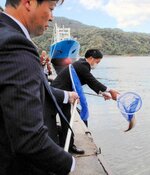 マダイを境水道に放つ生産者＝１７日、境港市昭和町