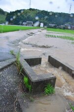鳥取市鹿野町乙亥正の水田（午前9時30分頃撮影）