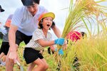 稲刈りに挑戦する園児