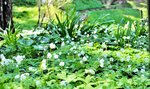 白く小さな花を咲かせているニリンソウ＝２４日、新温泉町春来