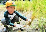 鎌を使った昔ながらの稲刈りに挑戦する児童＝３日、香美町村岡区和田