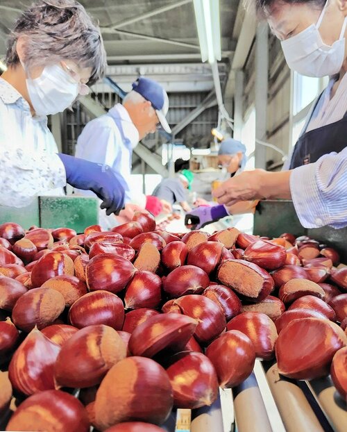 出荷が始まった早生品種の日本栗「ぽろたん」＝１１日、琴浦町釛のＪＡ鳥取中央野菜集荷場