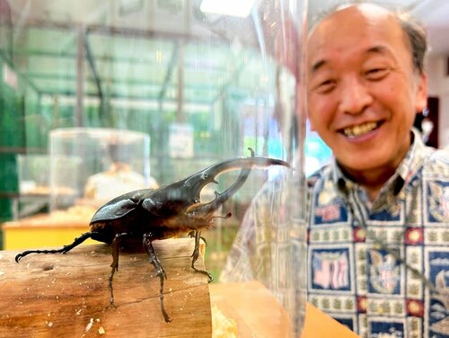 童心に帰ってカブトムシを見つめる宮脇町長＝２１日、鳥取県湯梨浜町の中国庭園燕趙園