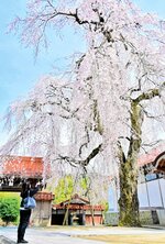 咲き誇るシダレザクラを撮影する見物客＝１日、倉吉市八屋の極楽寺