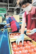 色づいたトマトを箱詰めする作業員＝１９日、日南町生山のＪＡ鳥取西部日南トマト選果場