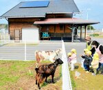 「とっとり自然環境館」の隣接地で飼われているヤギと触れ合う子どもたち