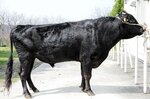 産子が競りに上場した智頭白鵬（鳥取県畜産試験場提供）