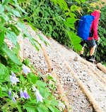 登山道沿いでひっそりと咲くソバナ＝７日、大山町大山の大山夏山登山道