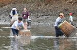魚を探して何度も竹製漁具「うぐい」を池に振り下ろす参加者＝６日、鳥取市気高町睦逢の大堤池