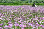  見ごろを迎えているレンゲソウの花＝２５日、鳥取市福部町高江 
