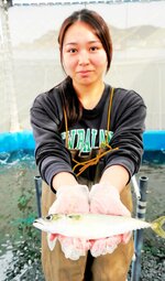 生産が始まった陸上養殖サバの新ブランド「べっぴんサバのさばみちゃん」＝岩美町大谷の網代漁港