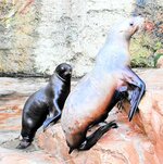 一般公開され、他のトドの後ろをついて回るカナタ（左）＝１７日、豊岡市瀬戸の城崎マリンワールド