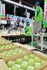 卸売市場で次々と競り落とされていく二十世紀梨＝２０２３年８月22日、大阪市