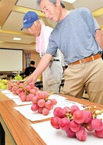 今季のブドウの仕上がり具合をみる生産者ら＝２７日、豊岡市八社宮のＪＡたじま豊岡営農生活センター